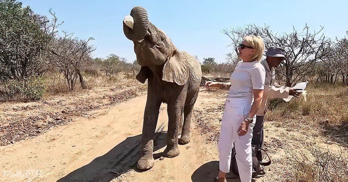 Baby Elephant Gulping Milk From a Giant Bottle Is the Cutest Thing Ever