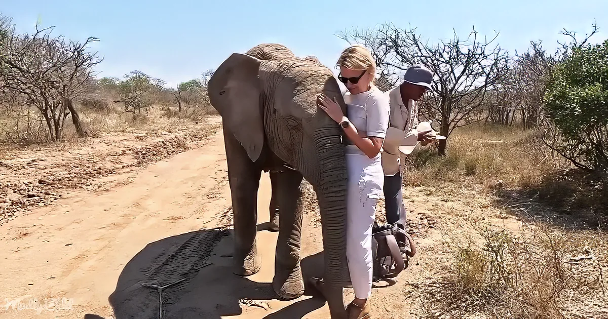 A woman pets an elephant on a dirt road surrounded by sparse vegetation.