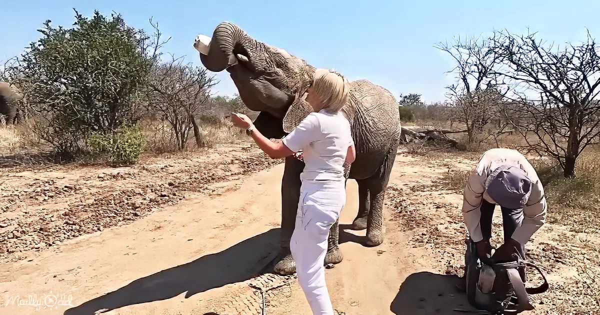 A woman in white interacts with an elephant while another person works nearby in a dry, bushy area.