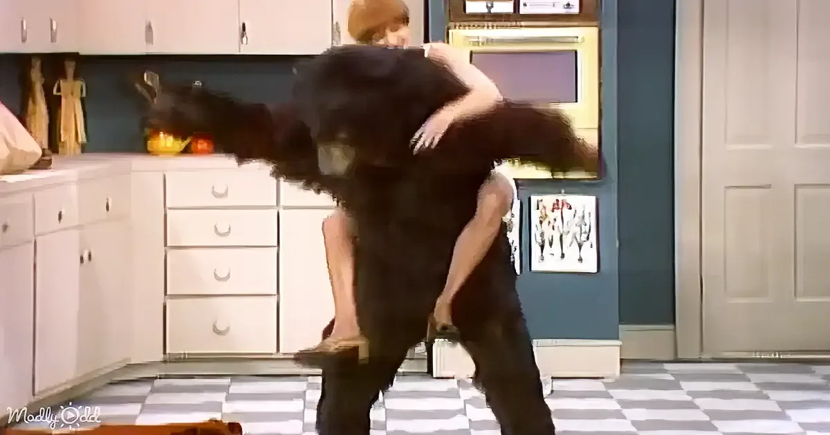 A large black dog is playfully interacting with a person in a kitchen, with the dog's front legs raised.