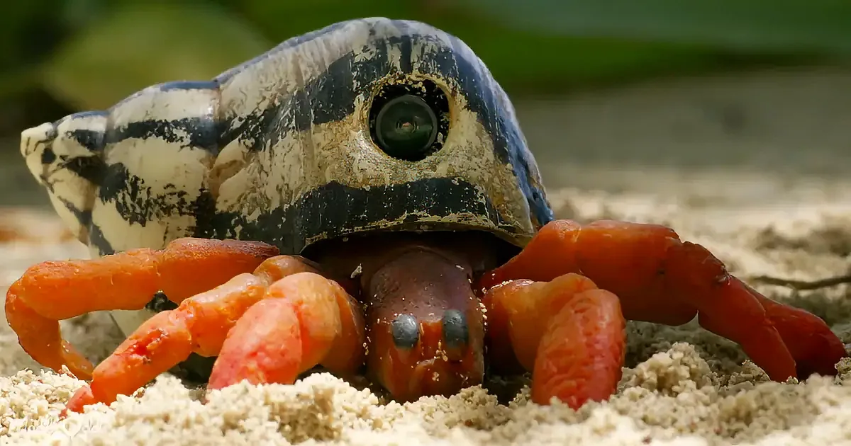 A crab with a camera lens for an eye is partially buried in sand, surrounded by its orange claws.