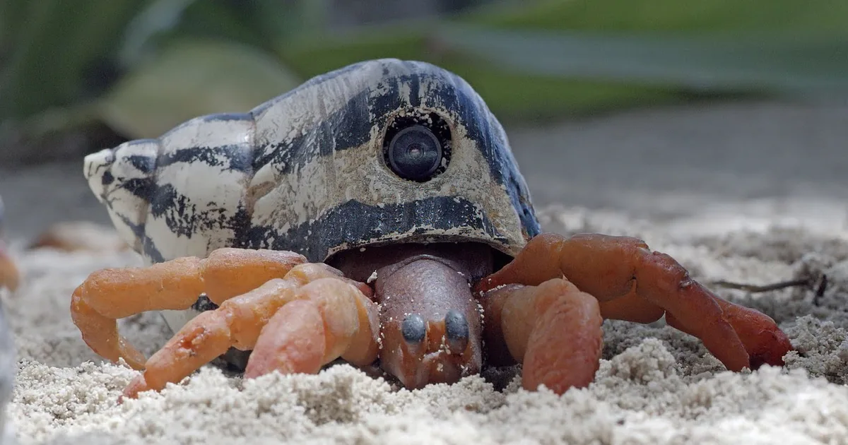 Tropical Hermit Crab Steals Hiden Camera in Craziest Switcheroo Ever