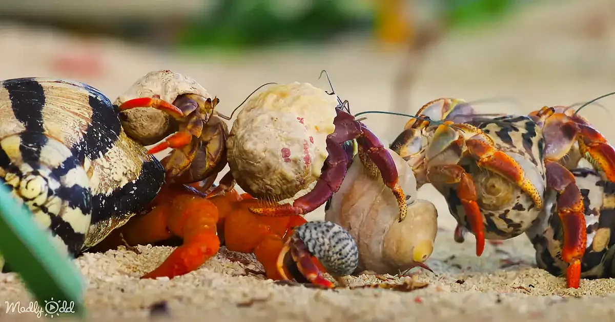Hermit crabs with colorful shells and vibrant orange claws on sandy ground.