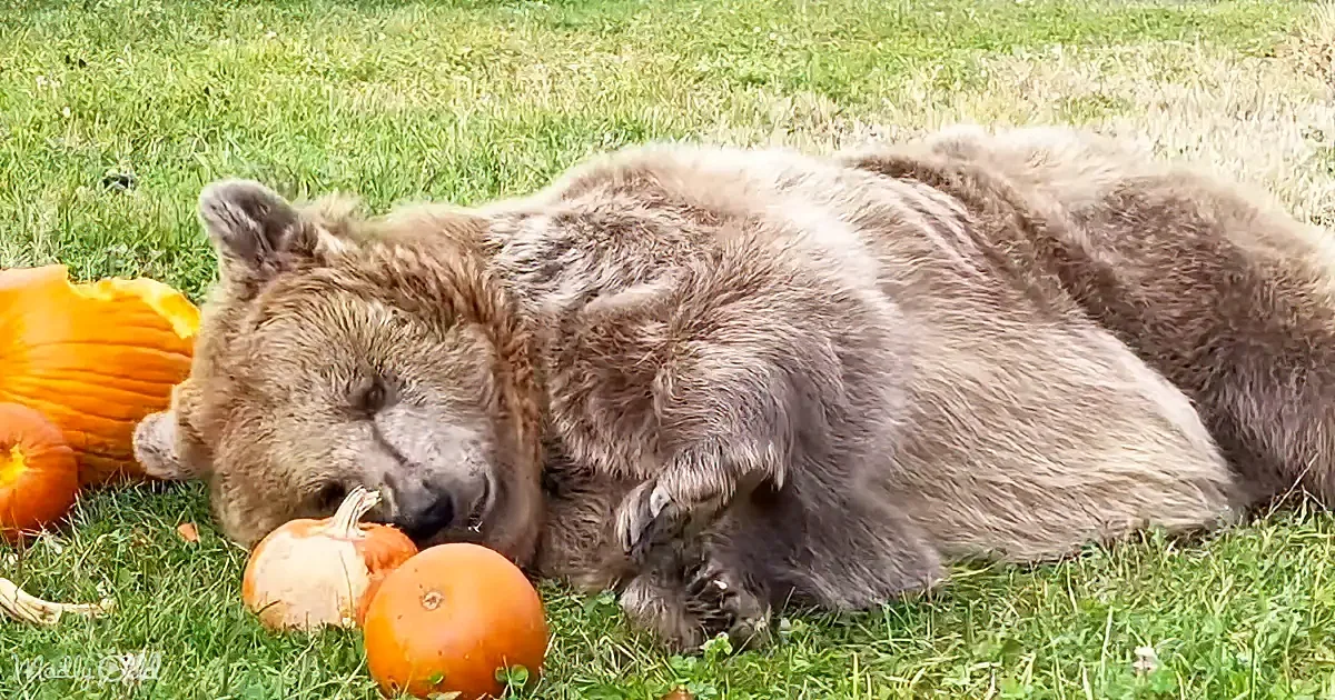A brown bear is lying on grass, surrounded by pumpkins, appearing to rest or sleep.