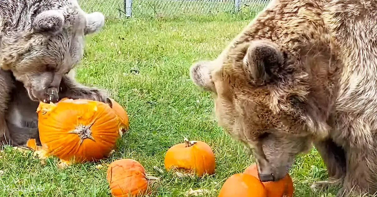 Two bears are eating pumpkins on a grassy field, surrounded by more pumpkins.