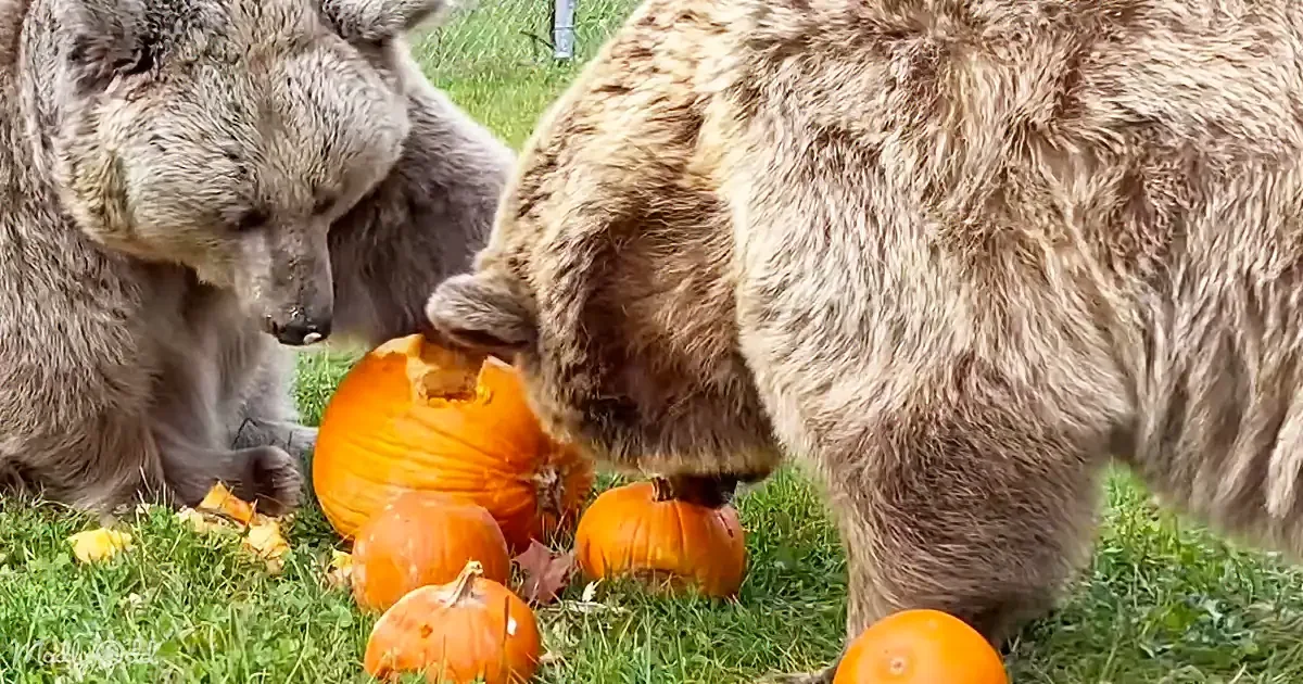 Bears Destroy Pumpkins - the Most Fun You'll See This Fall!
