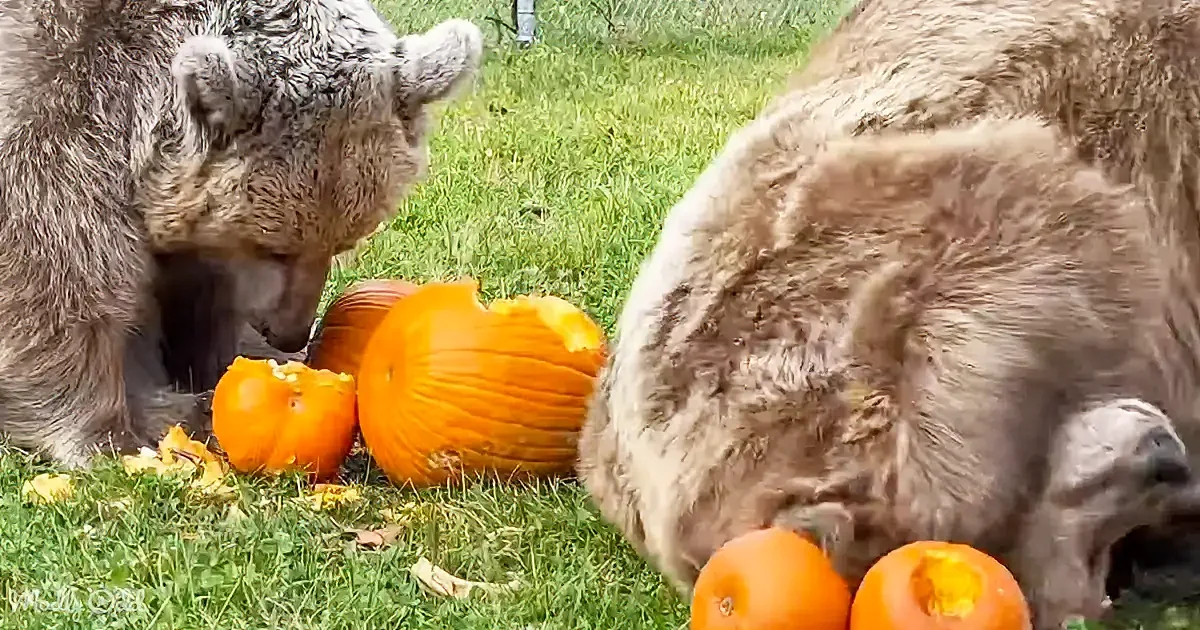 Two bears are eating pumpkins on a grassy field, surrounded by more pumpkins.