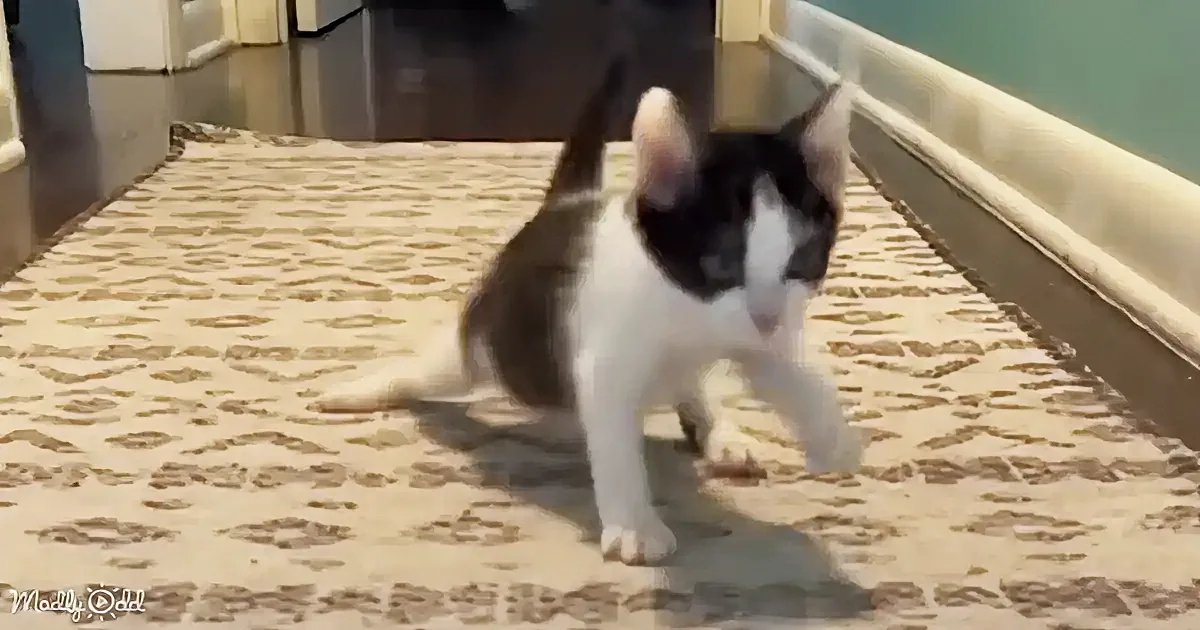 A black and white cat stands on a patterned carpet, looking directly at the camera.