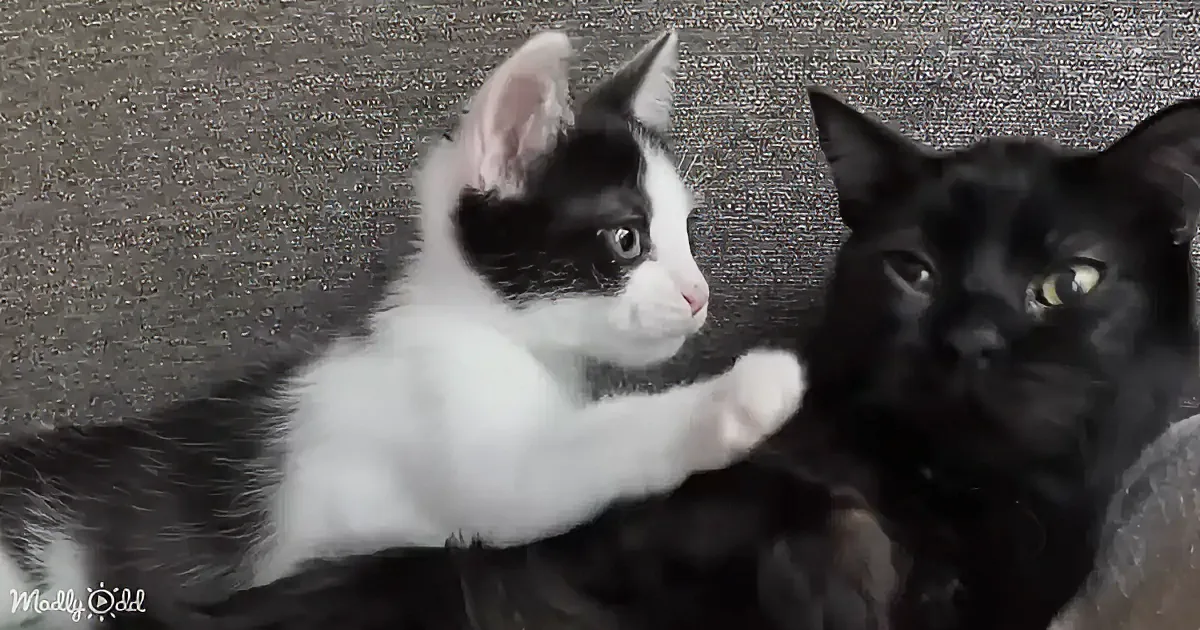 A playful black and white kitten interacts with a larger black cat on a textured surface.