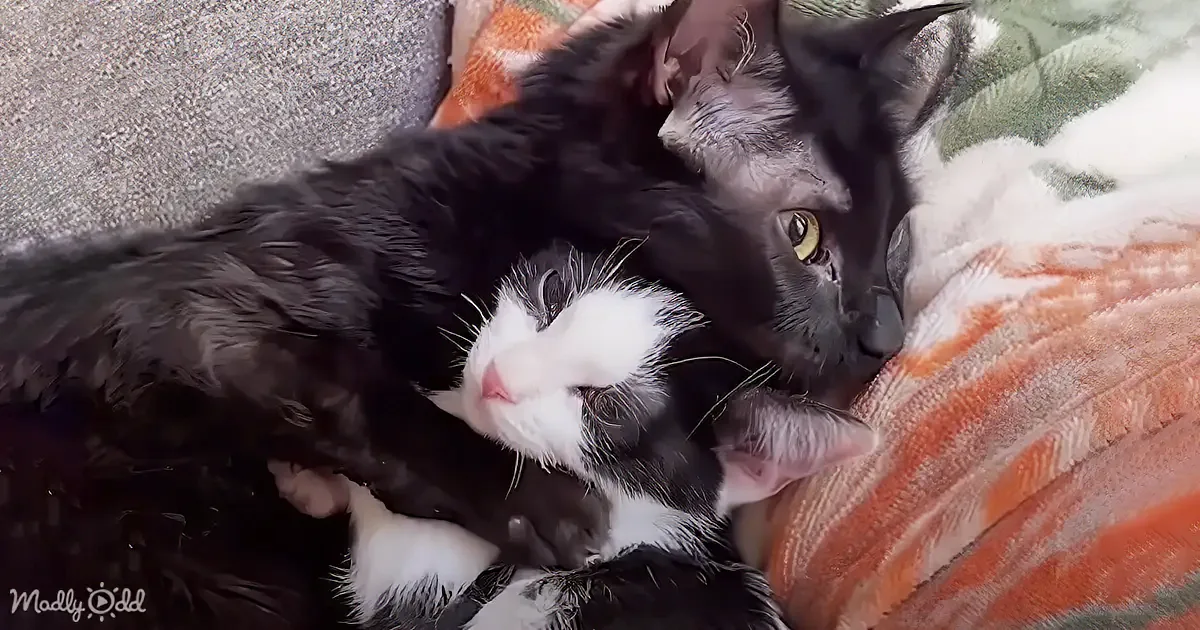 Wobbly Cat Adopts Wobly Kitten - the Cutest Thing You'll Ever See!