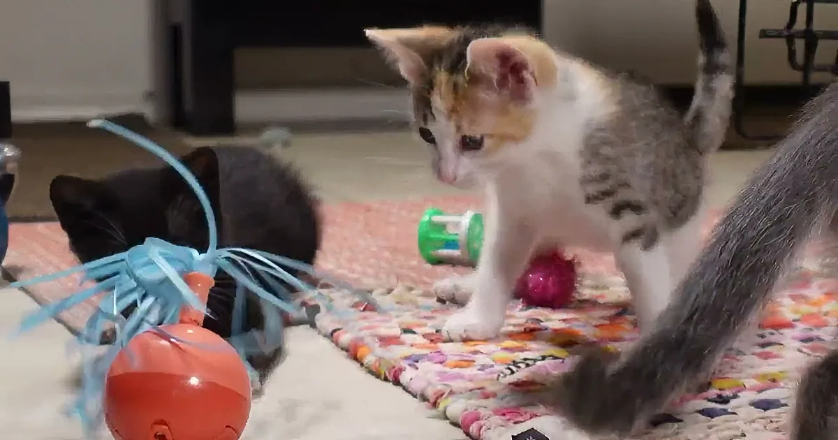Foster Kittens Spreading Love and Melting Hearts