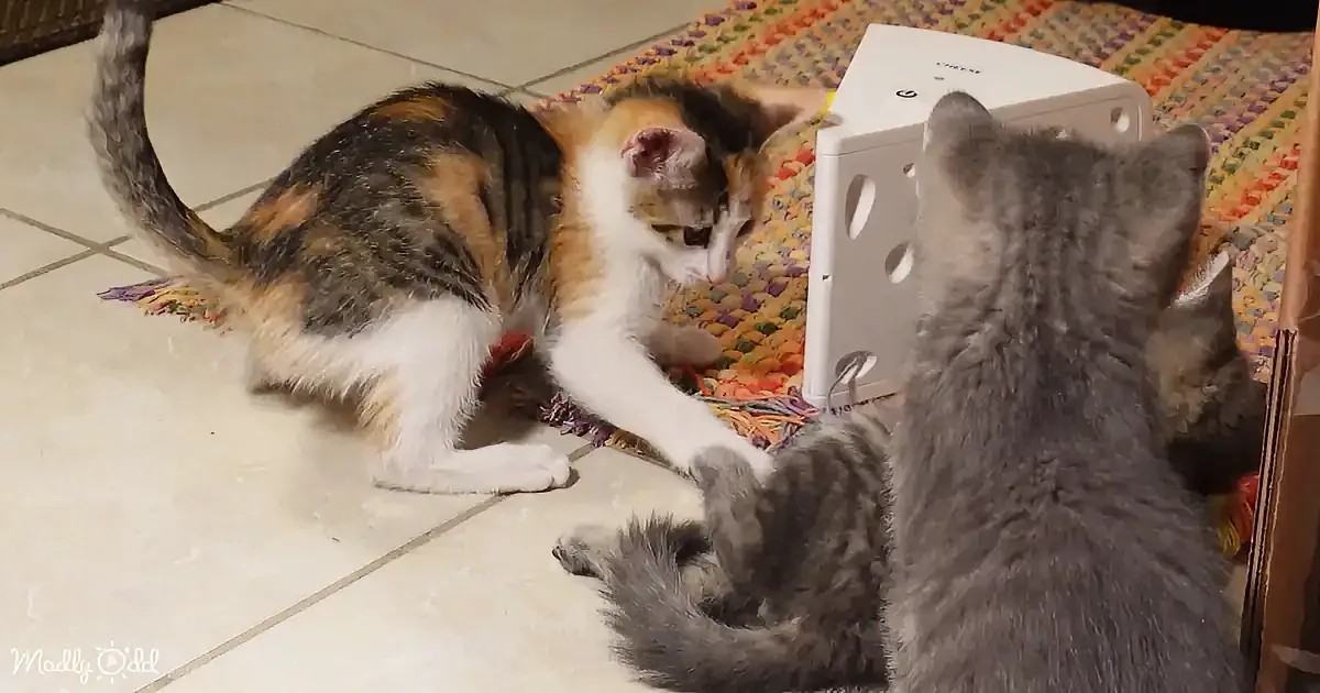 A calico cat playfully interacts with a gray kitten, both on a colorful rug, near a white device.
