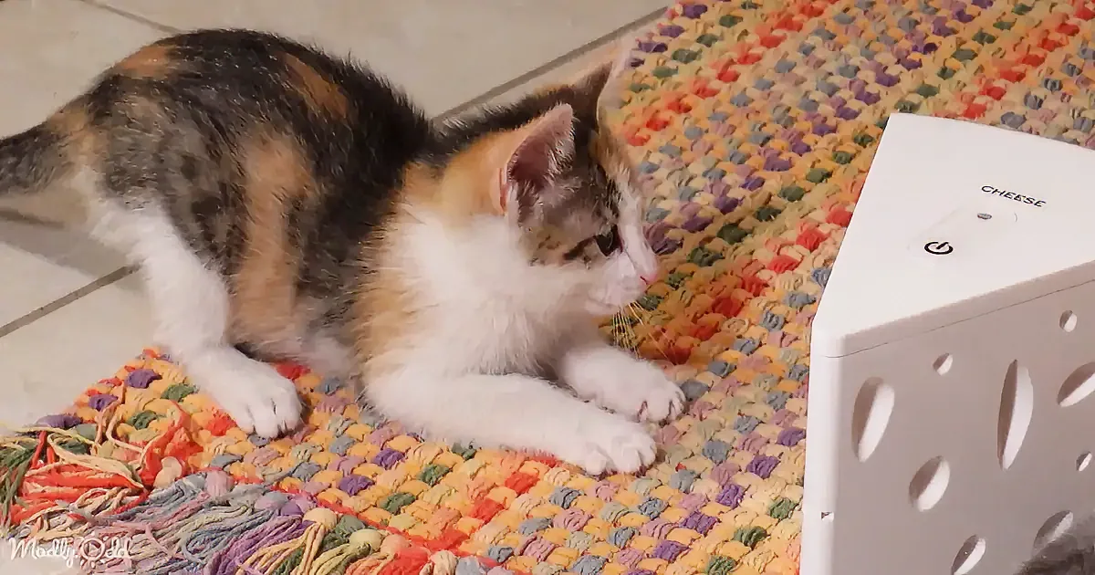 A calico kitten lies on a colorful rug, curiously looking at a white box labeled "CHEESE."