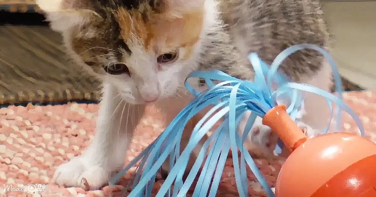 A curious calico kitten explores a blue ribbon toy on a textured mat.