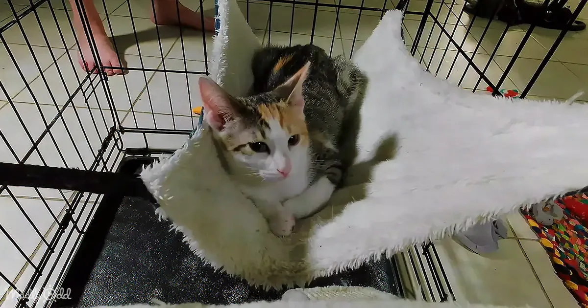 A calico cat sits in a cozy, white, fluffy bed inside a black wire cage.