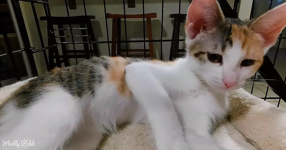 A calico cat with white, orange, and black fur is lying on a soft surface, looking directly at the camera.