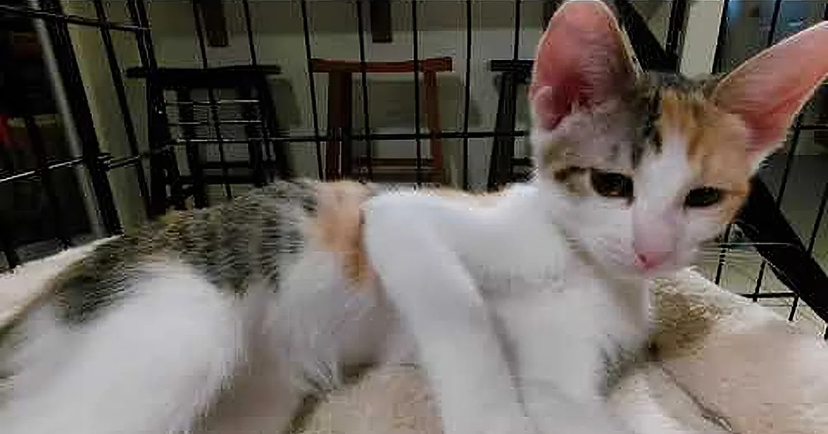 The Shy Kitten That Captured Our Hearts With Every Purr