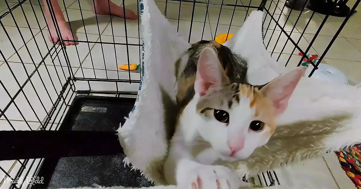 A calico cat with white and orange fur is lying in a cage with a fluffy white blanket.