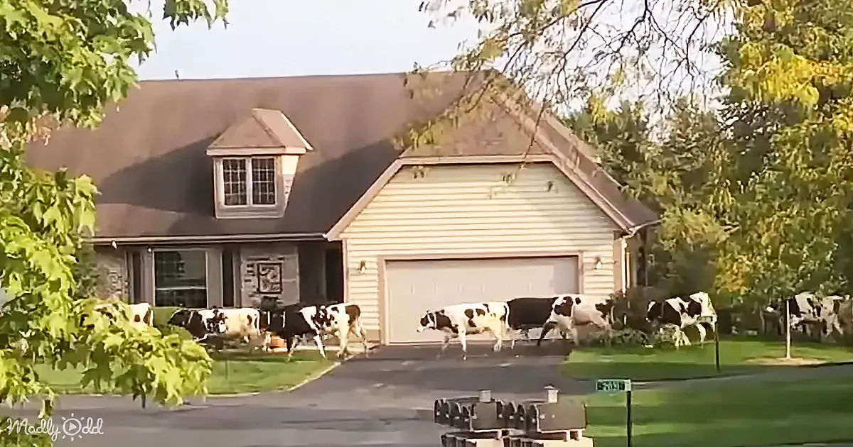 Cows walk in front of a suburban house with a garage and trees in the background.