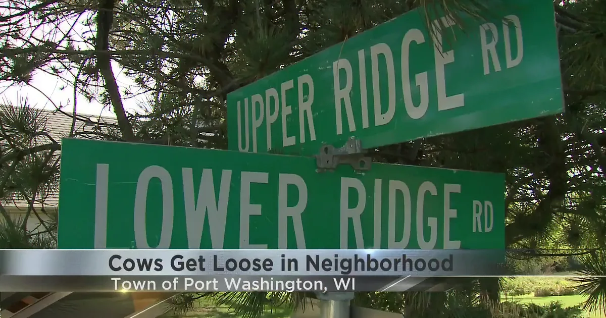 Wisconsin Neighborhood Awakens to Dozens of Escaped Cows Roaming Streets