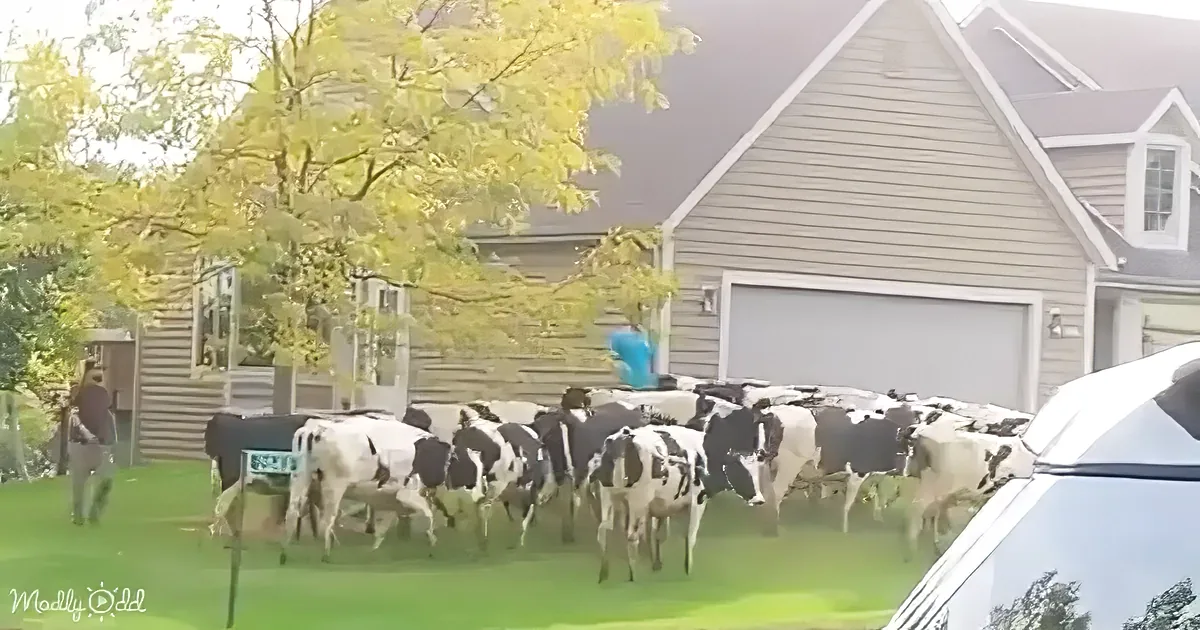 A herd of black and white cows is gathered in a suburban yard near a house.