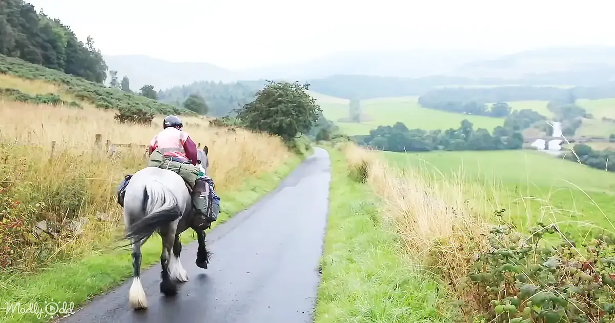 A person rides a horse on a wet road amidst lush green fields and distant hills.