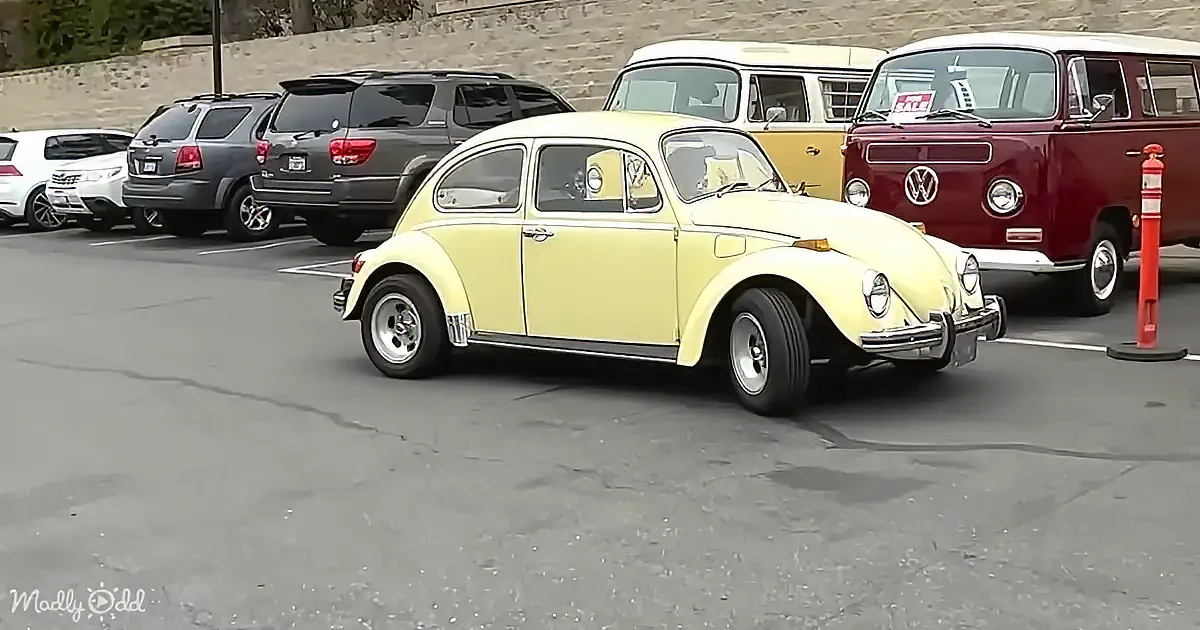 A vintage yellow Volkswagen Beetle is parked in a lot, surrounded by modern cars and another VW bus.