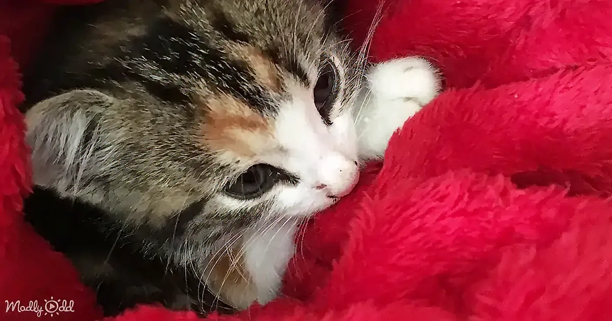 A cute calico kitten rests on a fluffy red blanket, looking content and cozy.