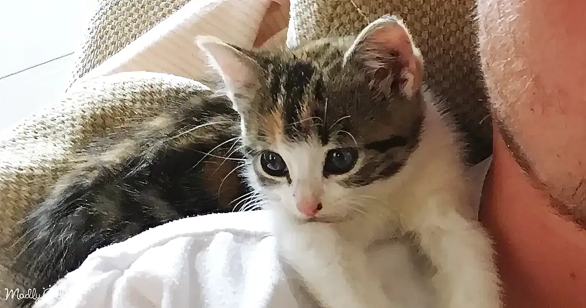 A cute calico kitten with white, black, and brown fur is nestled on a person's lap, looking directly at the camera.