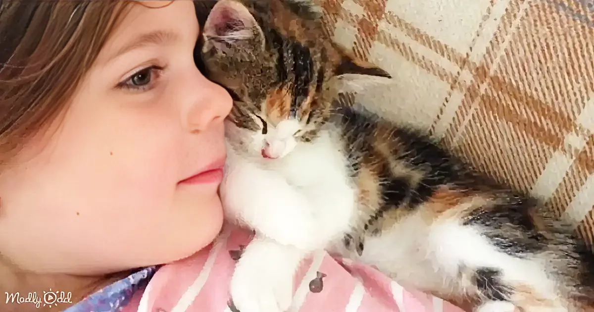 A girl is cuddling a small calico kitten on a checkered blanket.