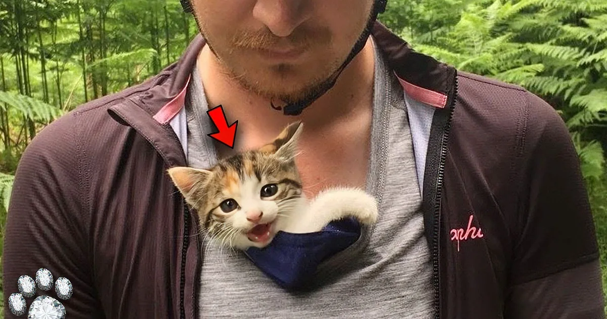 Mini Kitty's Heartwarming Forest Rescue by Cyclists