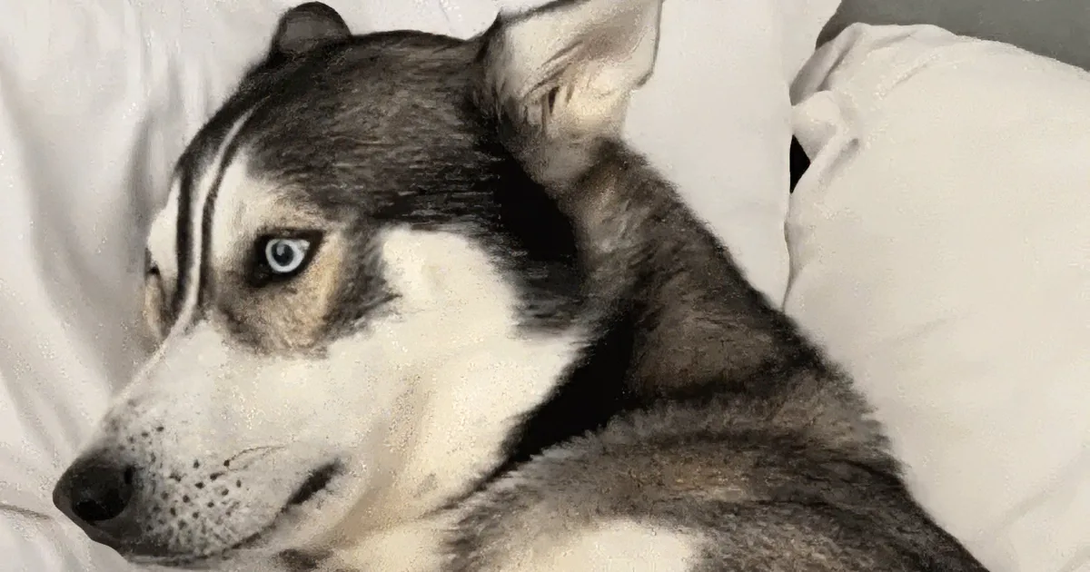 Husky Finds Voice Again in Touching Rescue Story