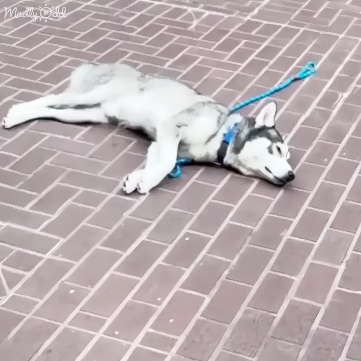 A relaxed husky dog lies on its back on a brick pavement, attached to a blue leash.