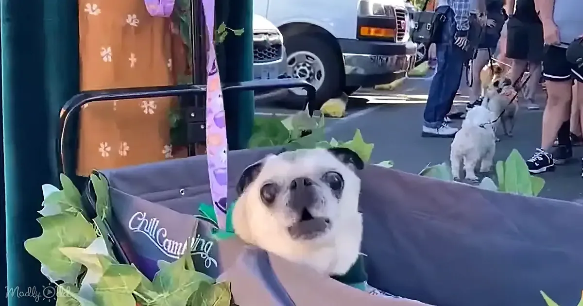 A pug wearing a leaf crown sits in a cart with "Chill Camping" text, surrounded by greenery, with people and a van in the...