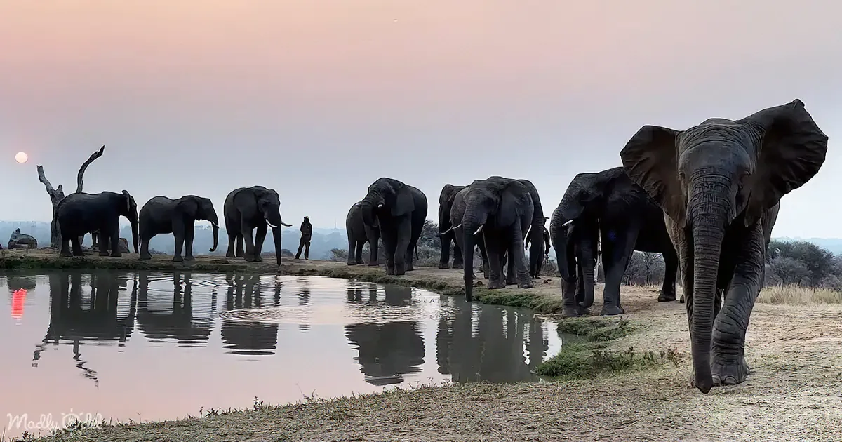 Sunset Elephant Walk and Visit From Calf - Breathtaking Africa Visuals
