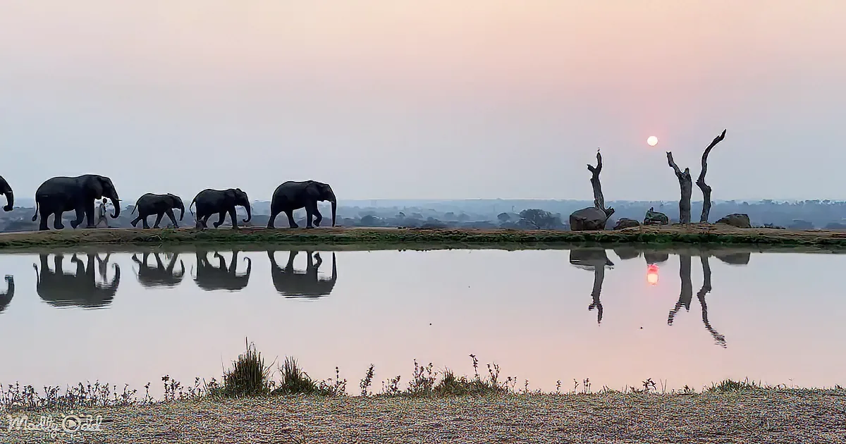 Elephants walk along a riverbank at sunset, their reflections shimmering in the water.