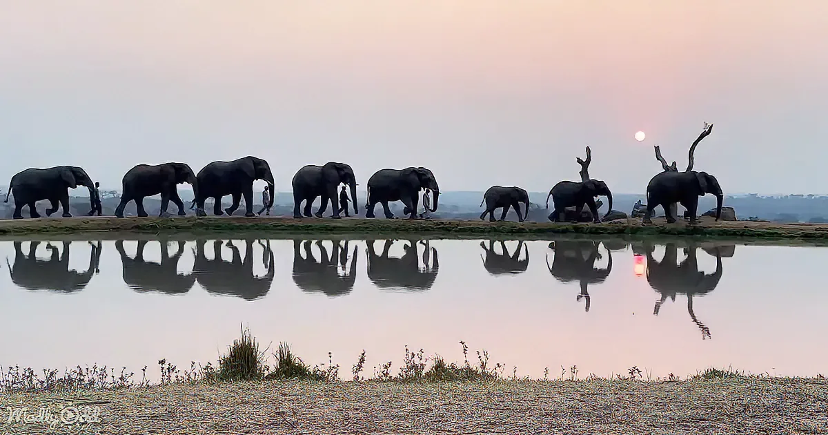 Elephants walk in a line by a water body at sunset, their reflections visible in the calm water.