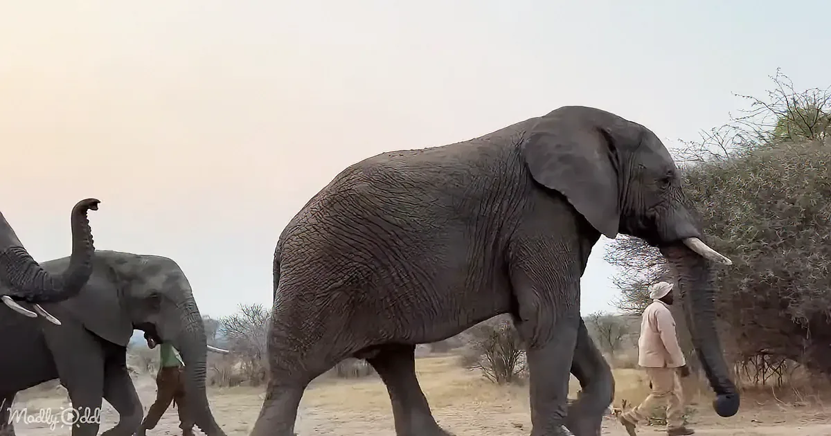 A large elephant walks alongside another, with a person in a hat nearby, in a dry, open landscape.