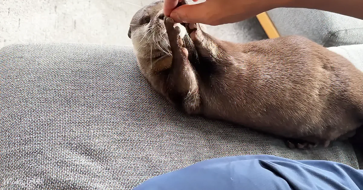 An otter lies on its back on a couch, playfully interacting with a person's hand.