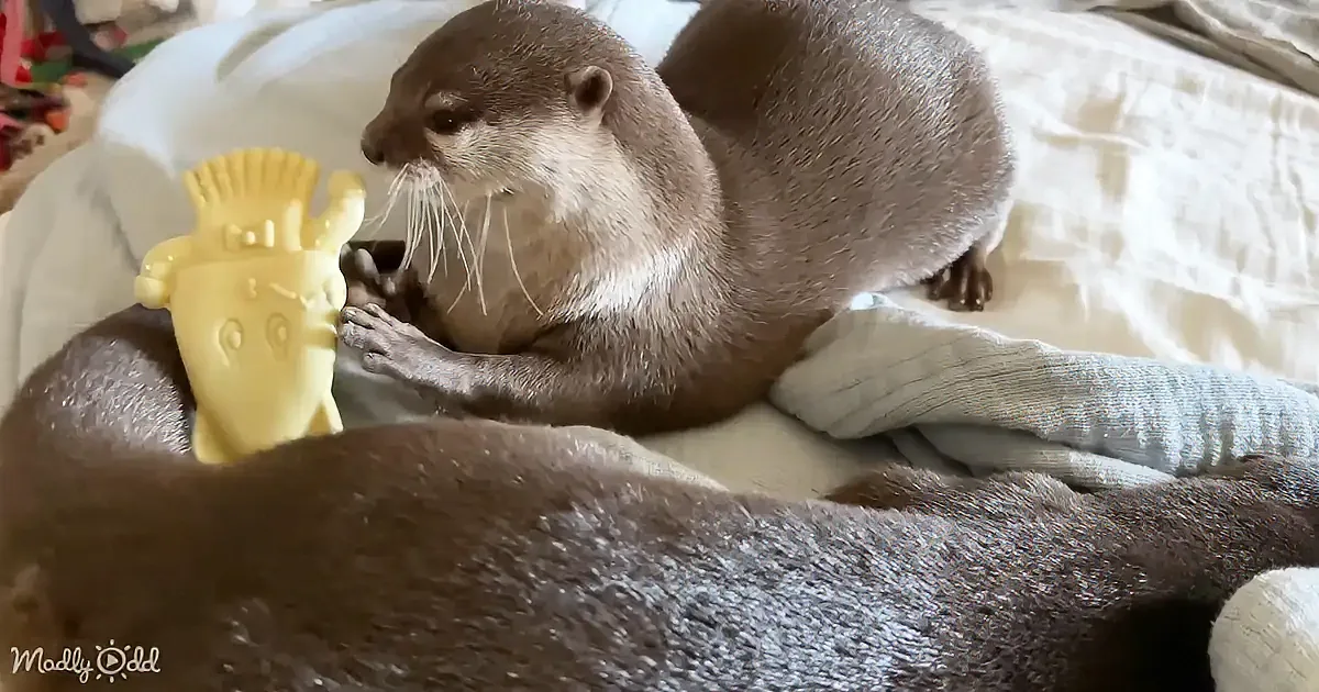 An otter is playfully interacting with a yellow giraffe-shaped toy on a white surface.