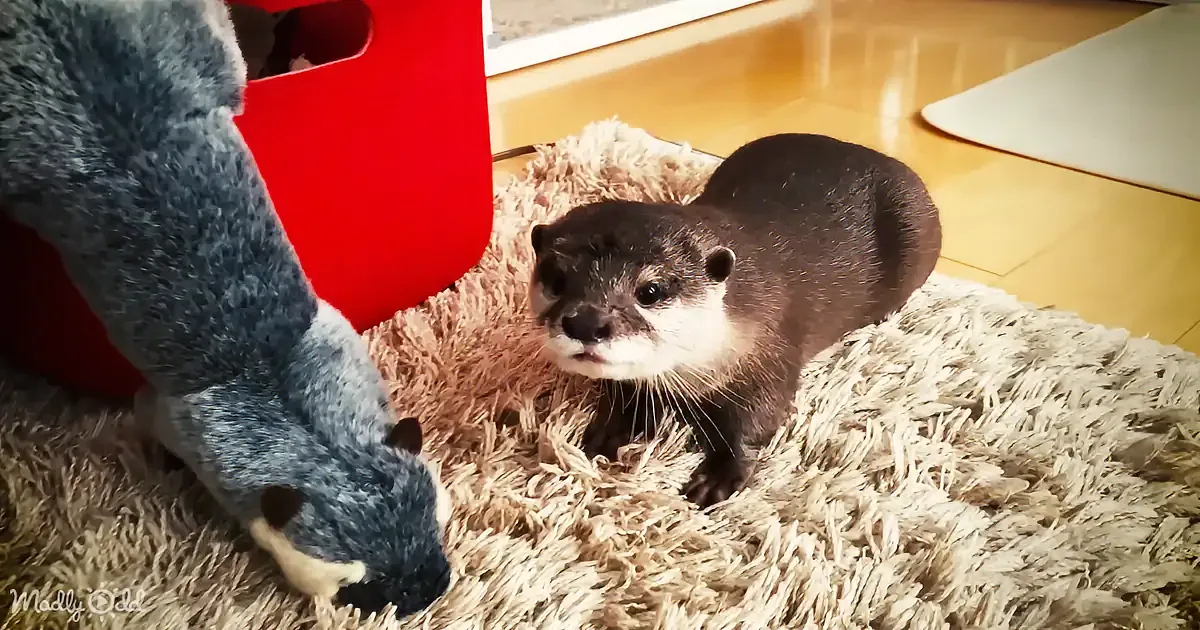 An otter stands on a fluffy rug next to a stuffed toy, both facing each other.