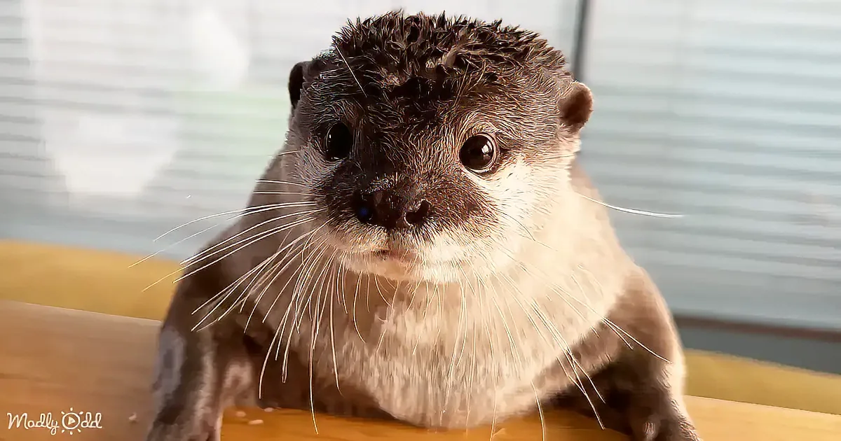 The Day in the Life of an Adorable Otter - Get Ready to Smile