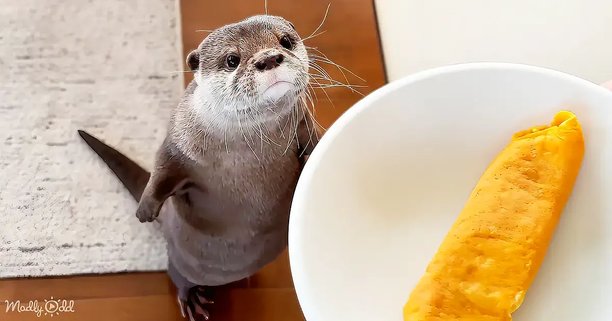 Otters'' Hilarious Reaction to Omlets Will Make You Laugh Uncontrollably