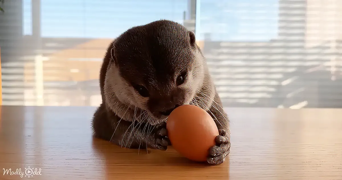 An otter is holding and inspecting a brown egg on a wooden surface.