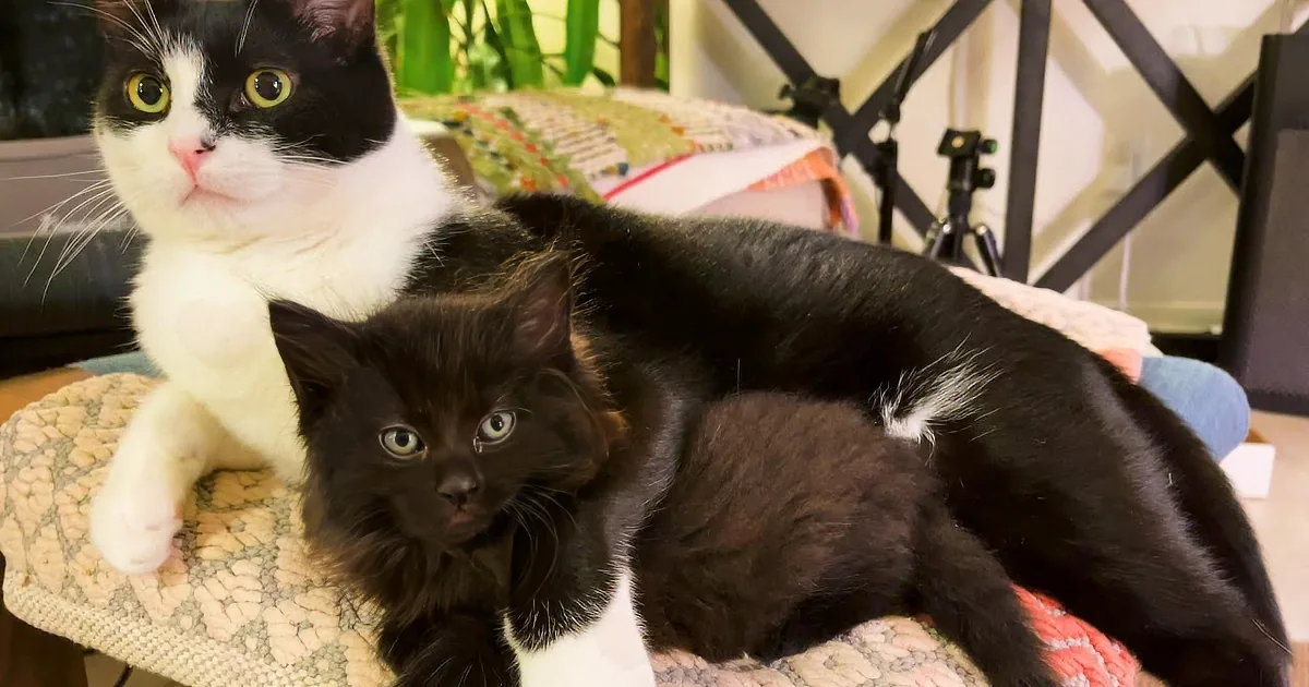Heartwarming Bond as Our Kitten Finds a Loving Brother