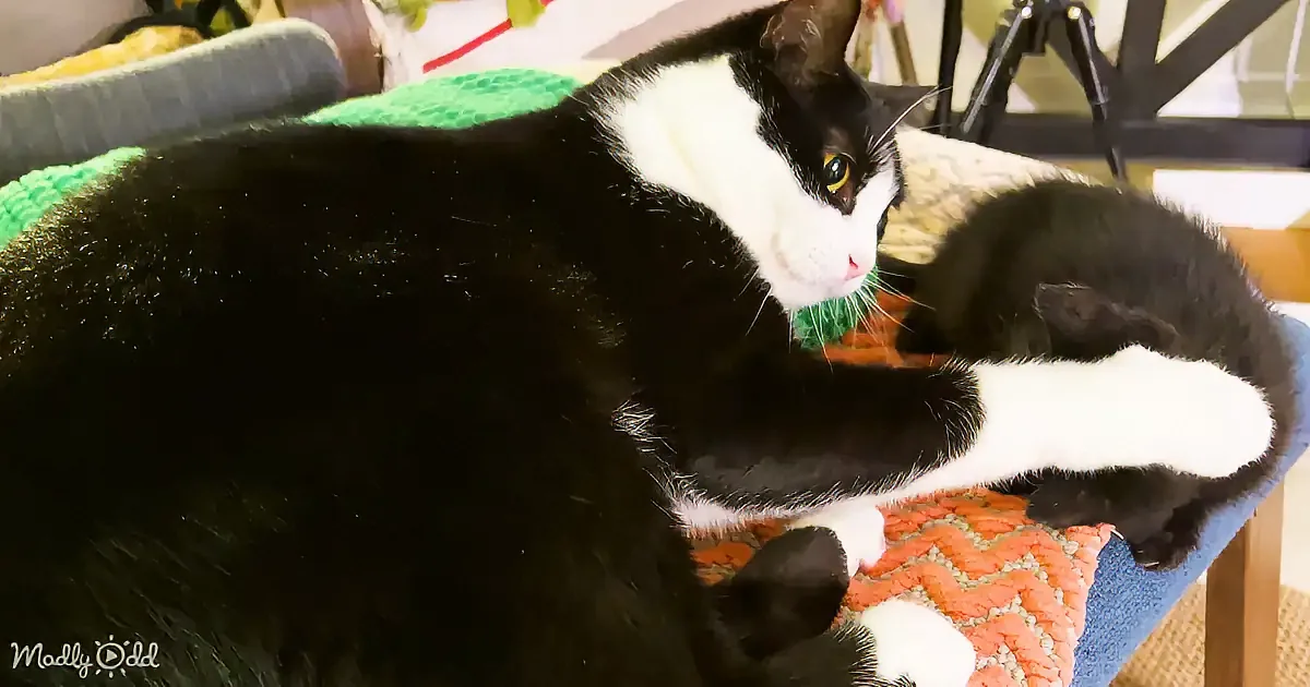 A black and white cat lounges on a colorful blanket, looking relaxed and content.