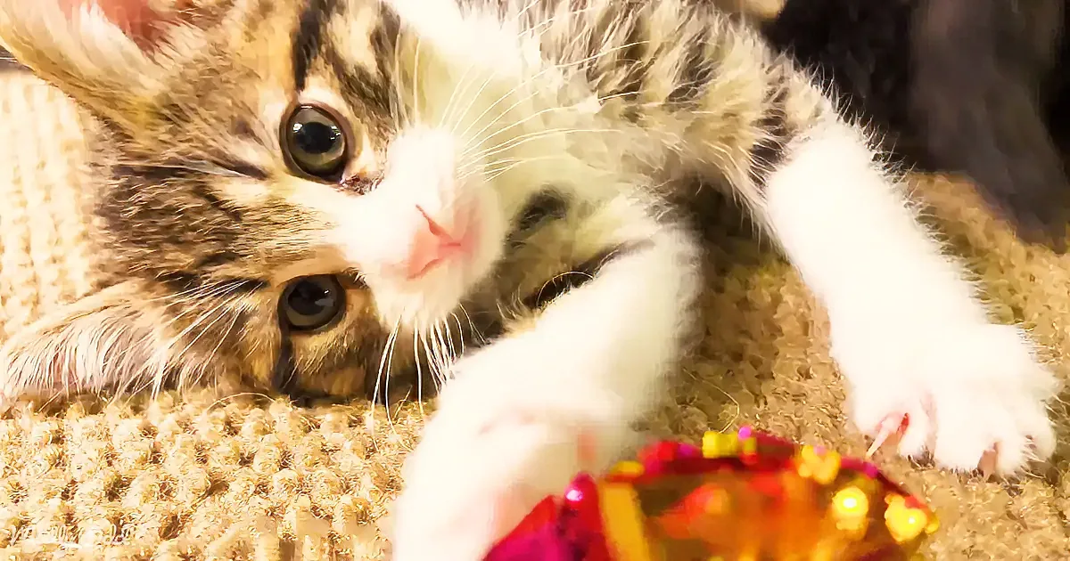 A curious tabby kitten with green eyes plays with a shiny red and gold toy on a textured carpet.