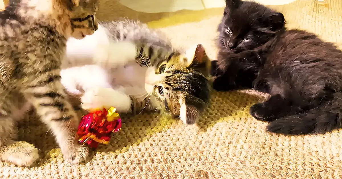 Three kittens play with a red and gold toy on a beige carpet.