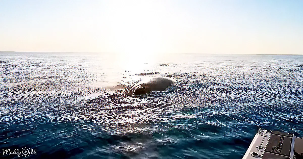 Humpback Whale ''Show'' Amazes Crowd at Australia''s Byron Bay