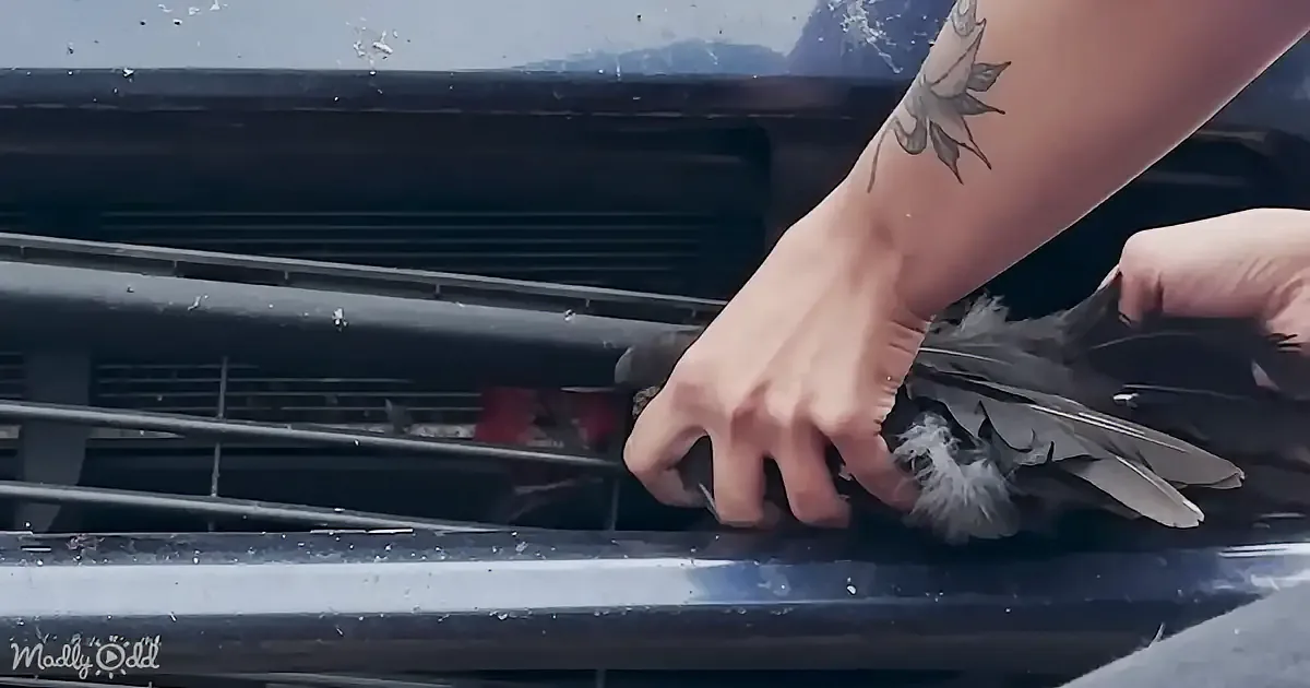 A vibrant red-headed woodpecker with a long beak is being gently held by a person's hand.